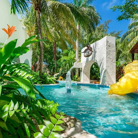 Oasis Palm-3