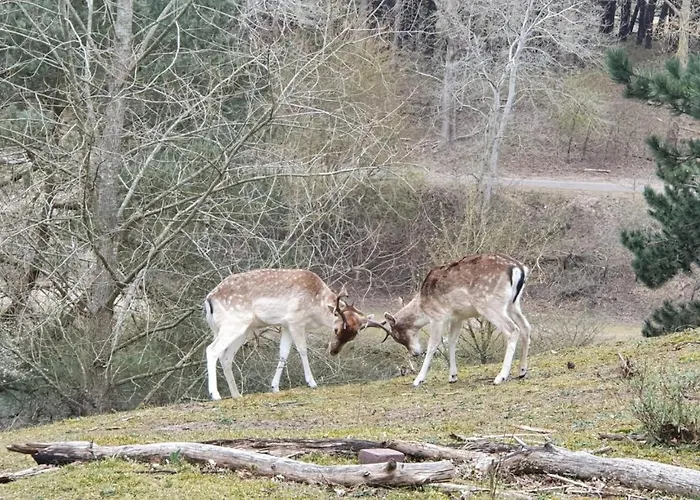 Appartement: Sea Cottage Zandvoort