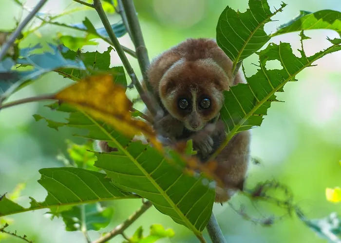 Hotel met tennis: Shangri-La Rasa Ria, Kota Kinabalu