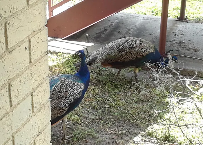 Villa: #1Br Condo 15Mins To Disney, Universal, Old Town & Parks