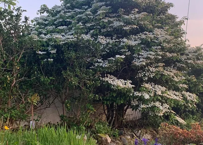 Bayview Country House B&B