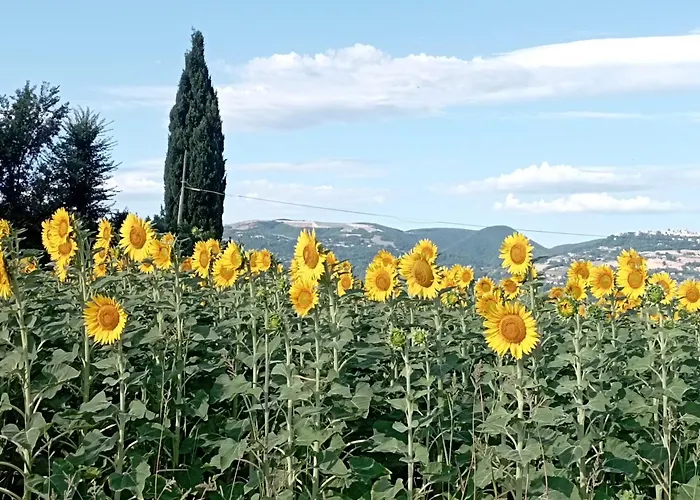 Amor di Lavanda
