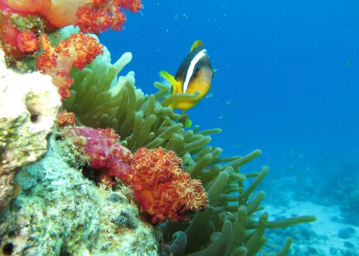 Red Sea Dive Center