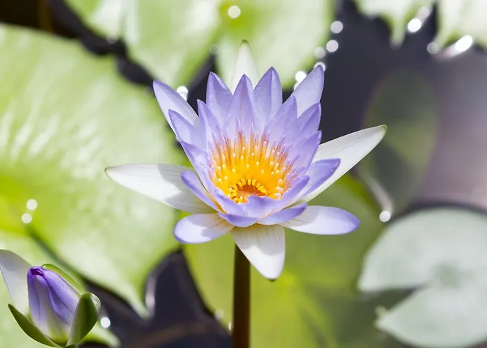 Casa Brazil Homestay