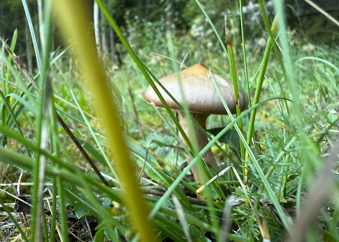 Pension Mitterwallner