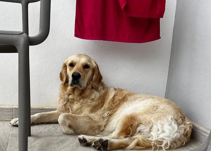 Hotel que admite mascotas: Villa Miel